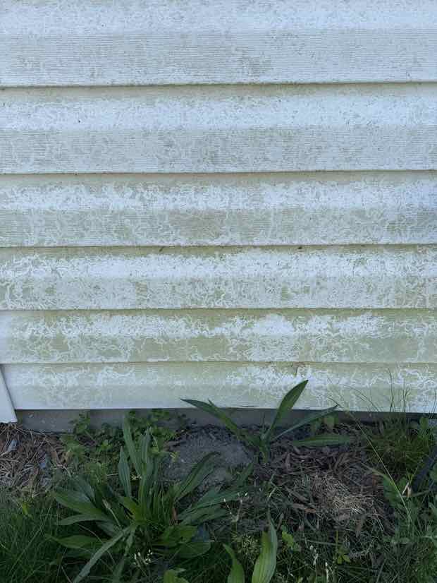 White vinyl siding covered in green algae growth before soft washing.